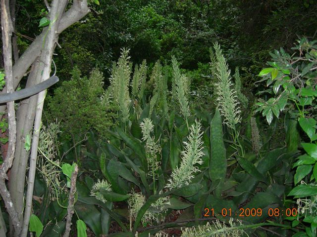 Sanseveria hyacinthoides (2)
